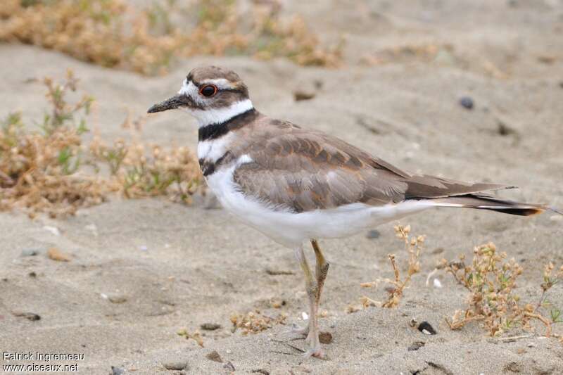 Killdeer female adult, identification