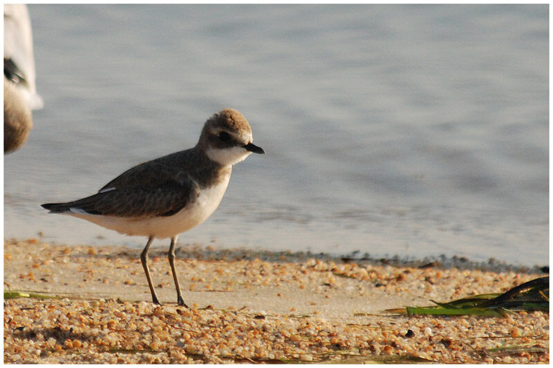 Siberian Sand Plover