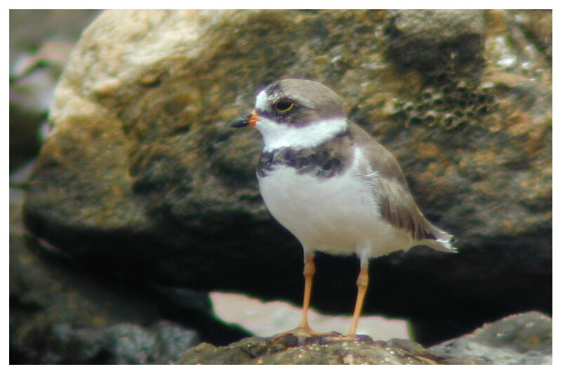 Semipalmated Ploveradult post breeding