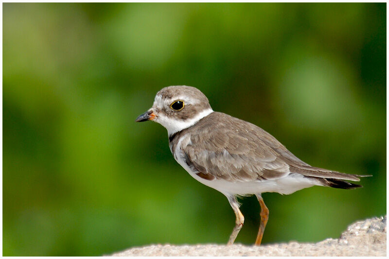 Semipalmated Ploveradult post breeding