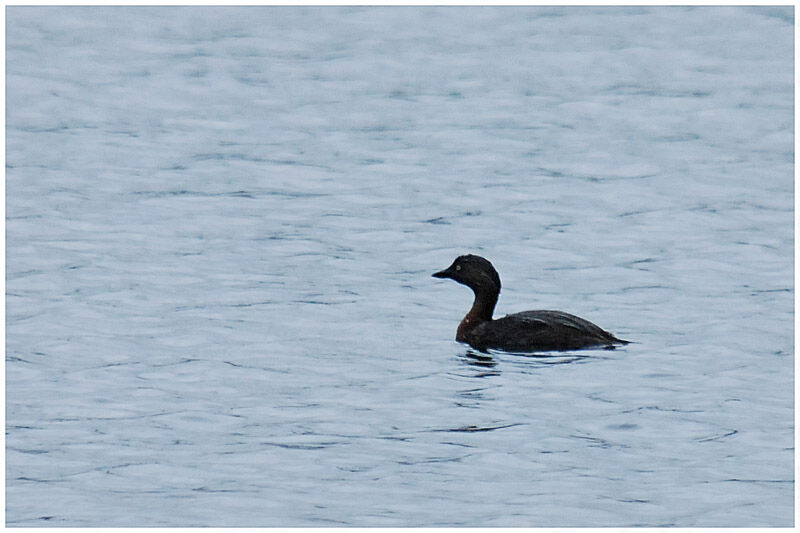 New Zealand Grebeadult breeding