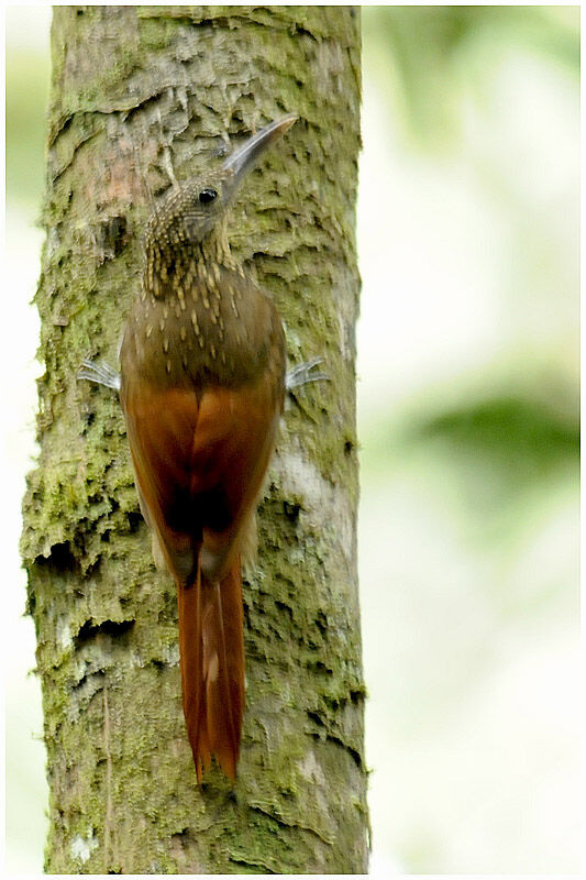 Chestnut-rumped Woodcreeperadult