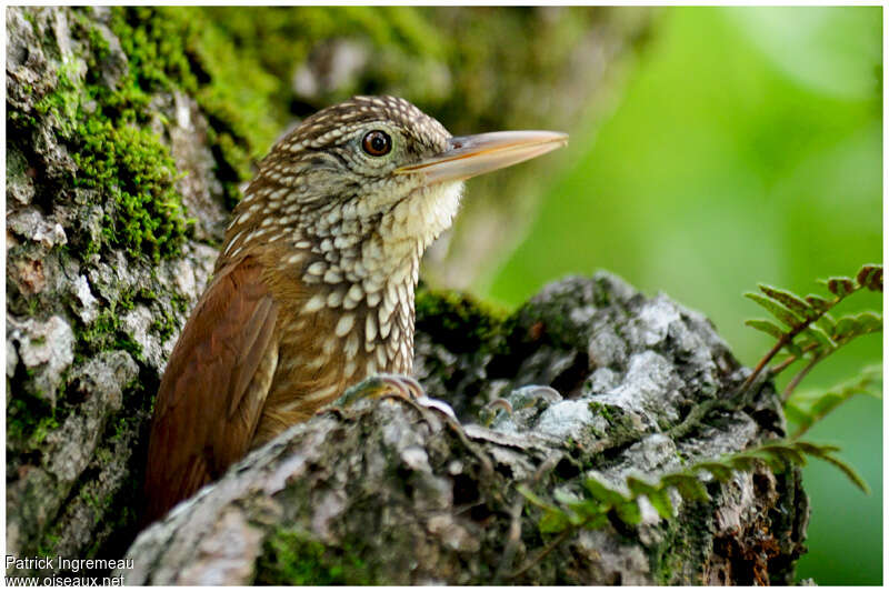 Straight-billed Woodcreeperadult, close-up portrait