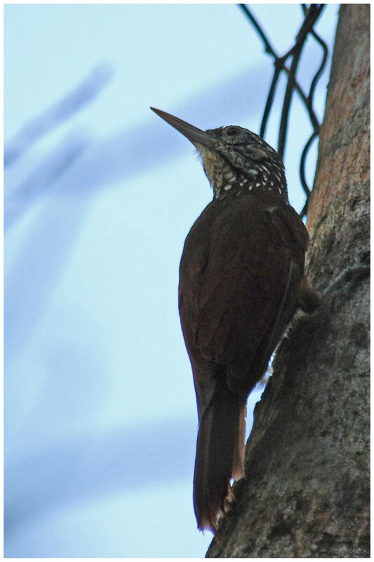 Straight-billed Woodcreeperadult