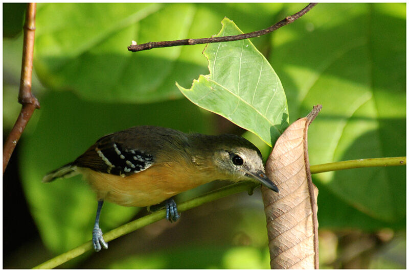 Southern White-fringed Antwren female adult