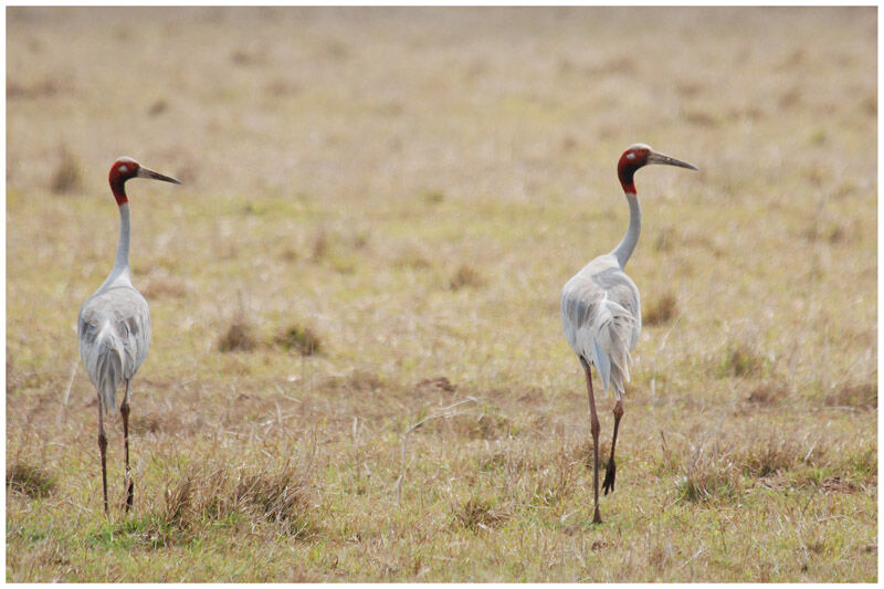 Sarus Craneadult