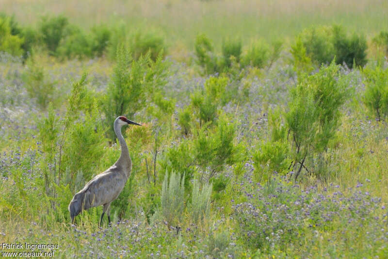 Sandhill Craneadult, habitat