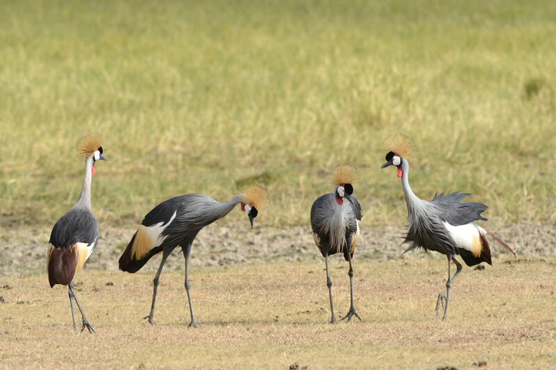 Grey Crowned Craneadult