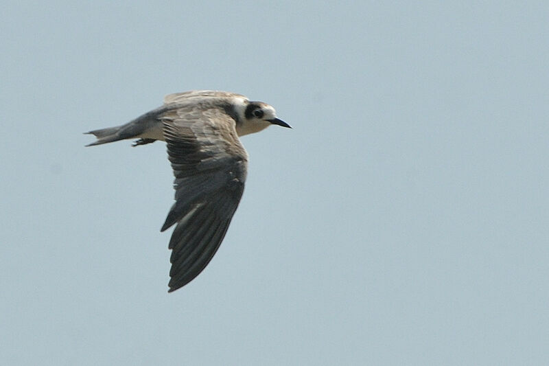 Black TernFirst year, Flight