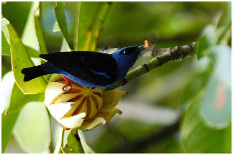 Red-legged Honeycreeper male adult