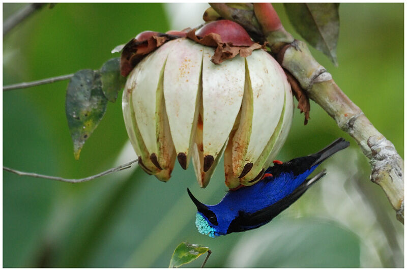 Red-legged Honeycreeper male adult