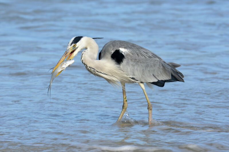 Grey Heronadult, feeding habits, eats