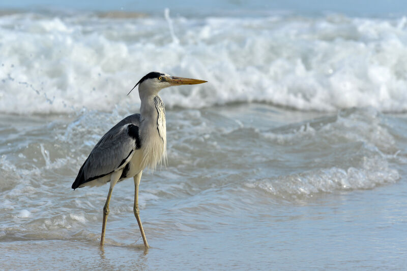 Grey Heronadult