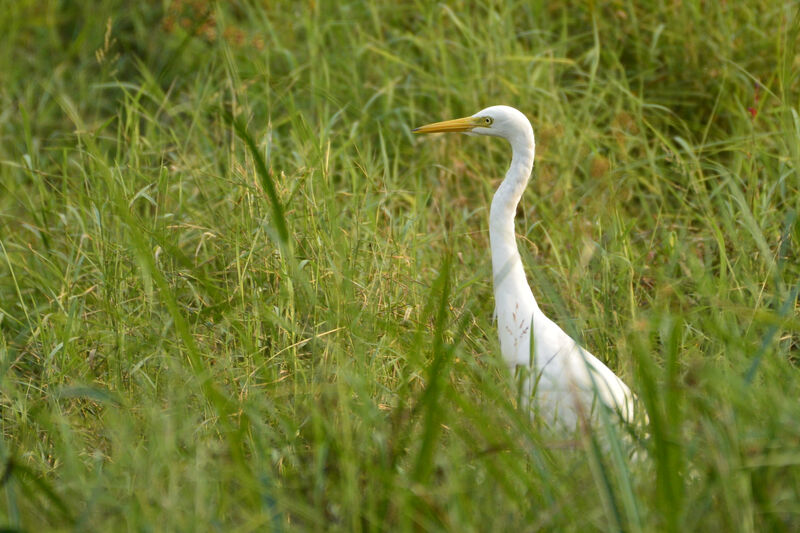 Medium Egretadult