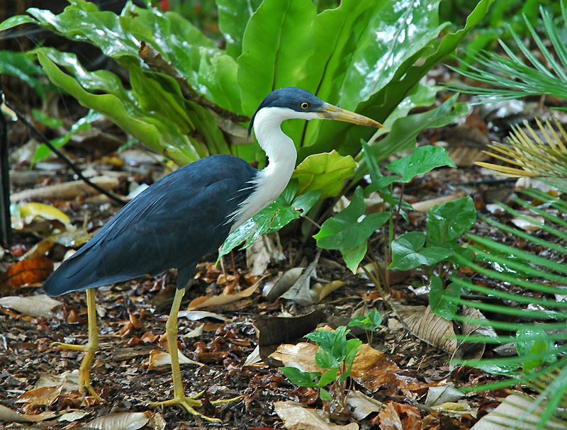 Pied Heron