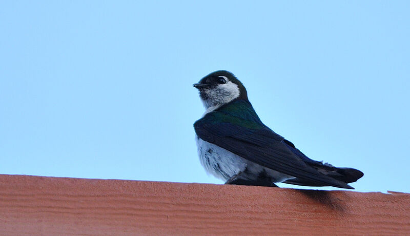 Violet-green Swallowadult