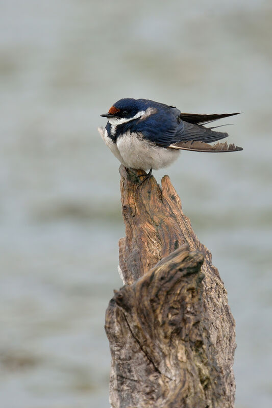 Hirondelle à gorge blancheadulte