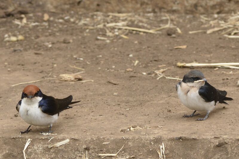 Wire-tailed Swallow