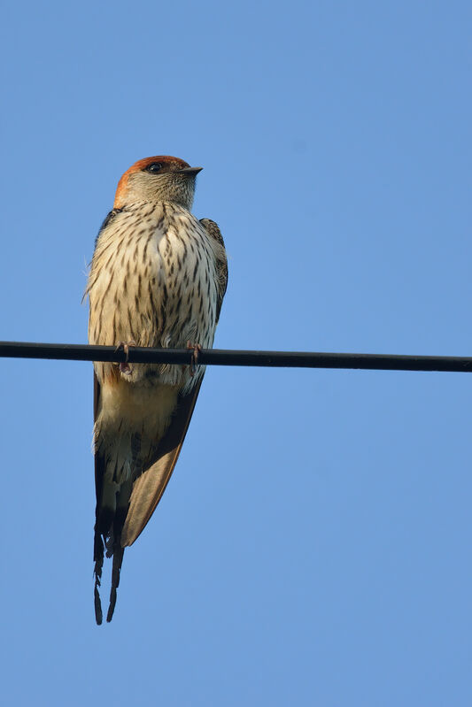 Hirondelle à tête rousseadulte