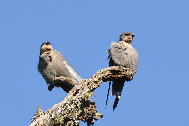 Red-throated Rock Martin, habitat, Behaviour