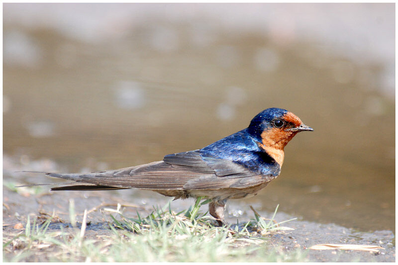 Hirondelle messagèreadulte