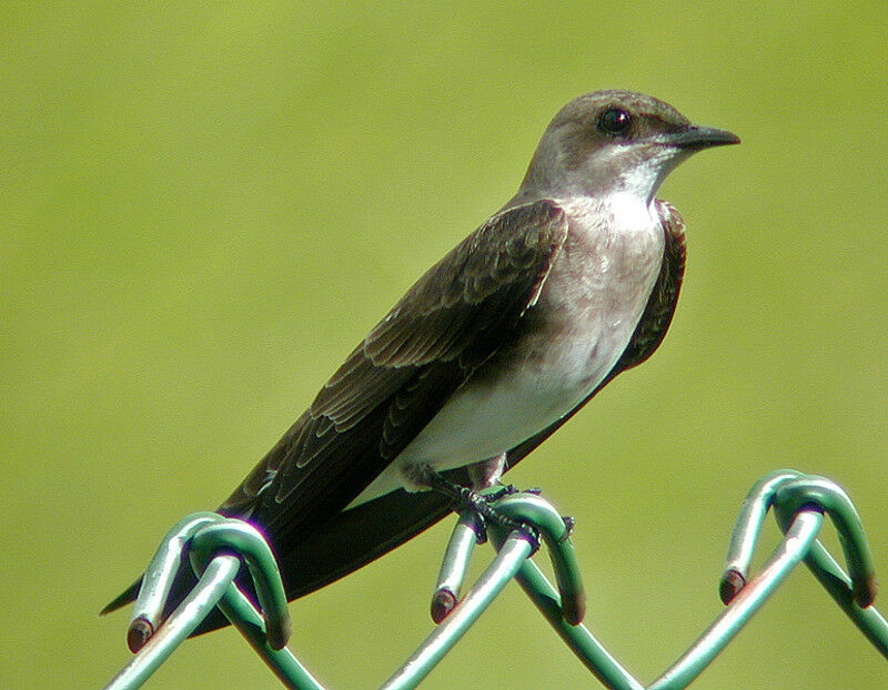 Hirondelle tapère