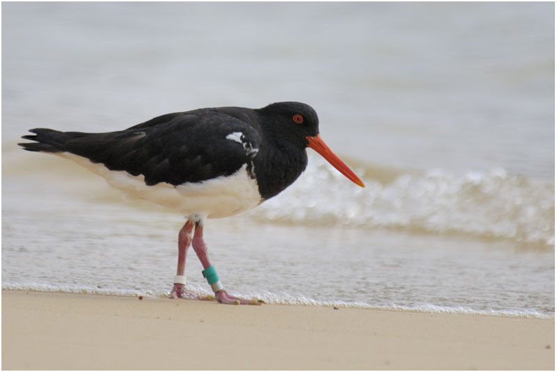 Pied Oystercatcheradult