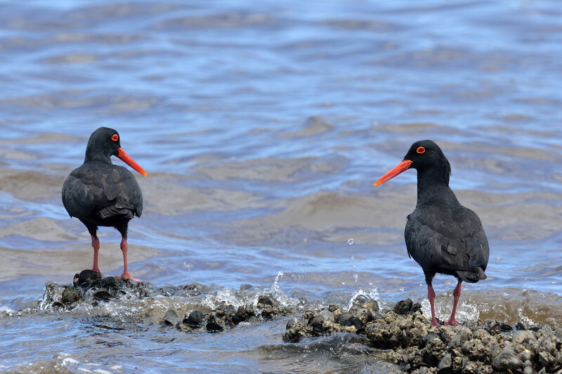 African Oystercatcheradult