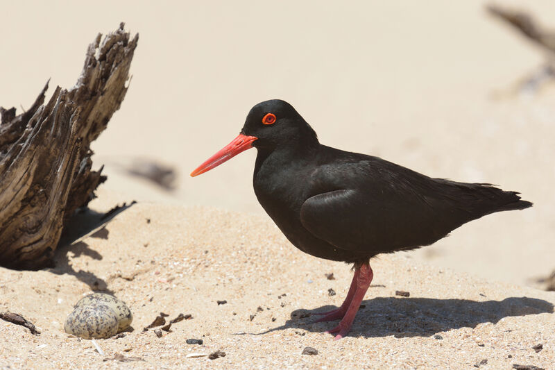 African Oystercatcheradult, Reproduction-nesting