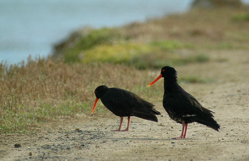 Variable Oystercatcher