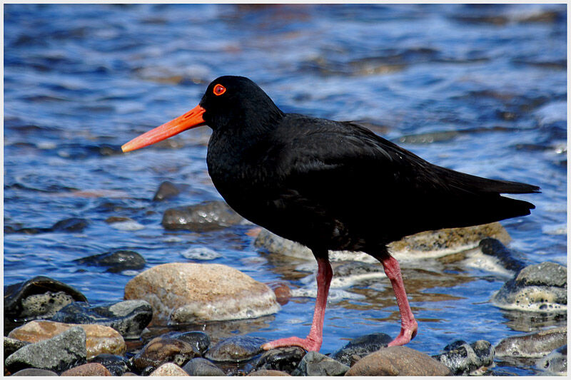 Variable Oystercatcheradult