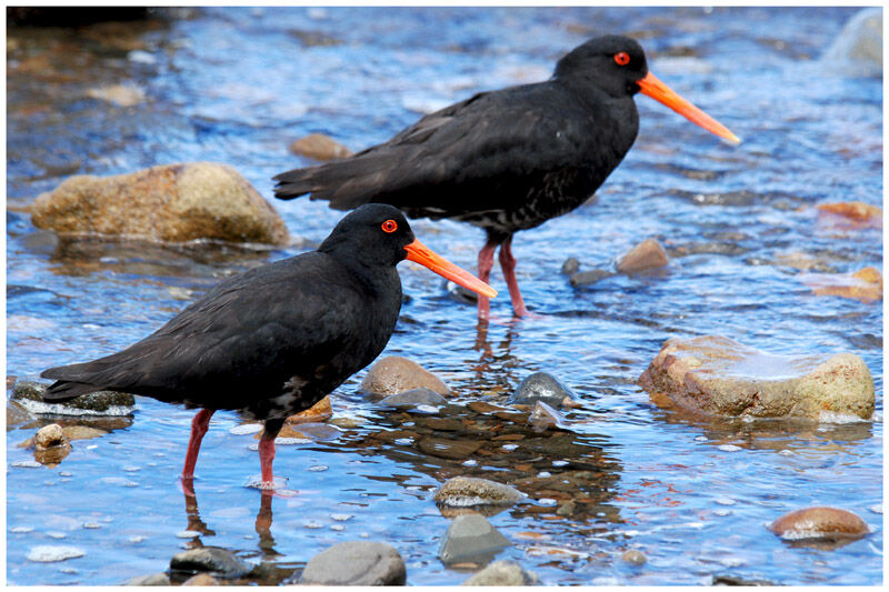 Variable Oystercatcheradult