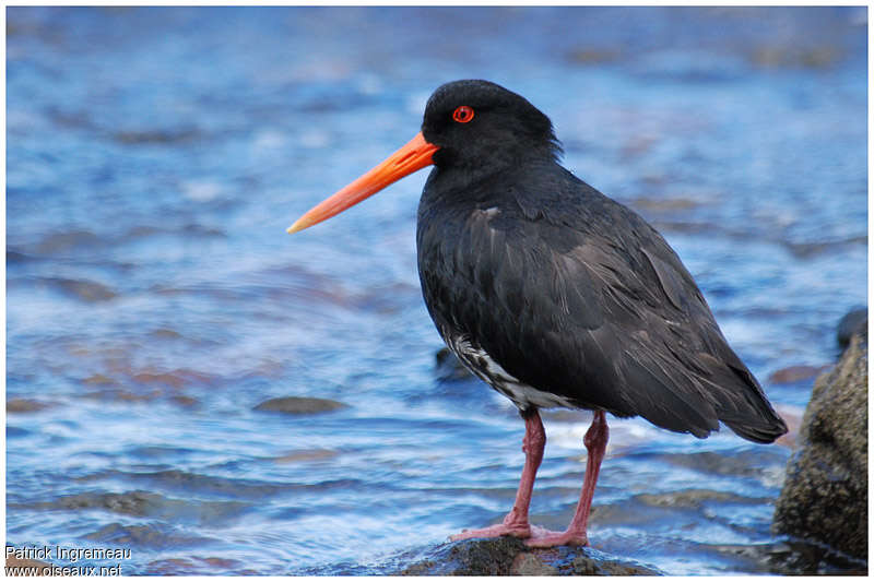 Variable Oystercatcheradult, aspect