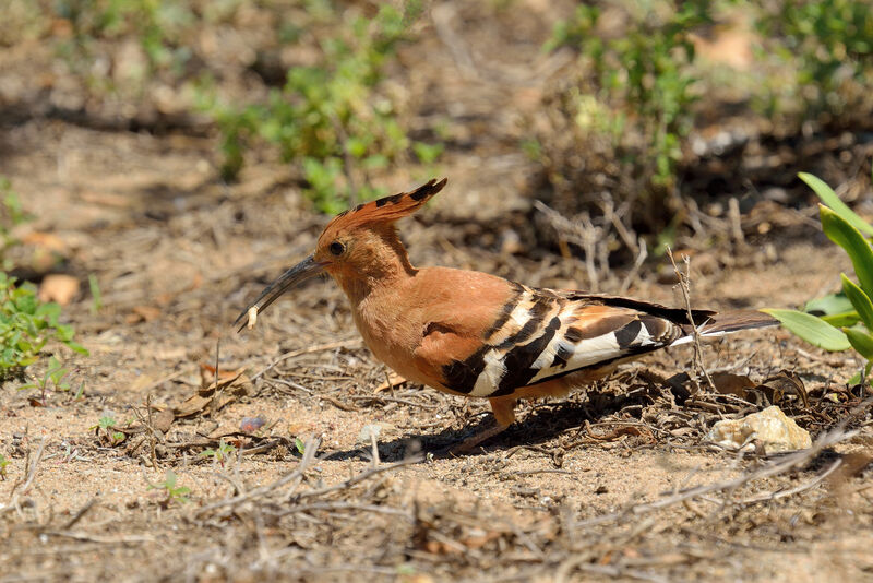 African Hoopoeadult, feeding habits, eats