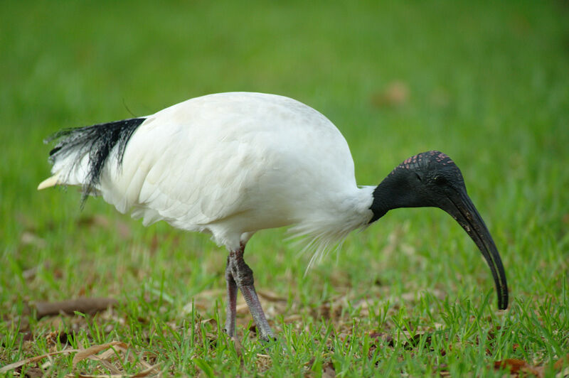 Ibis à cou noir