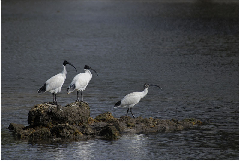 Ibis à cou noiradulte