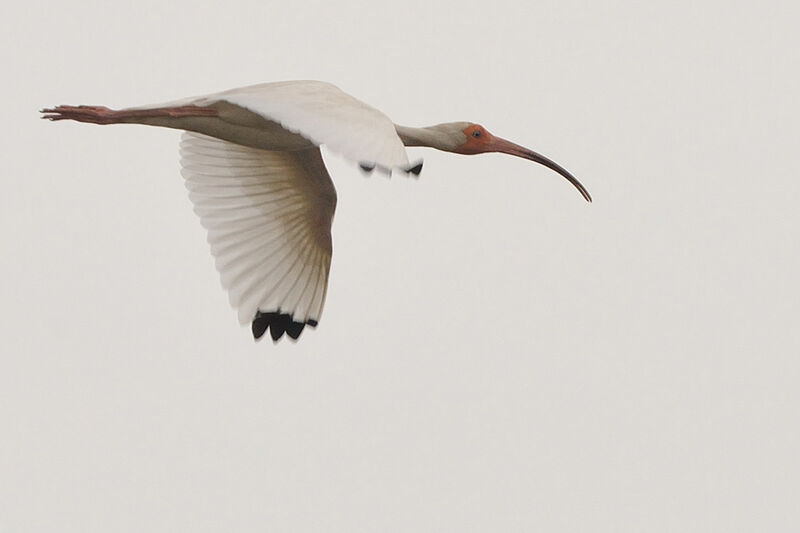 American White Ibisadult