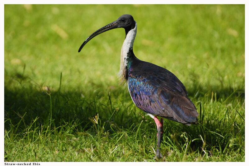 Ibis d'Australieadulte