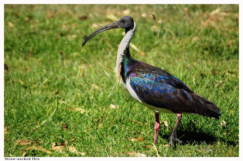 Straw-necked Ibis