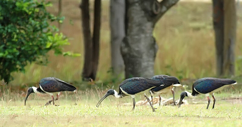 Straw-necked Ibis