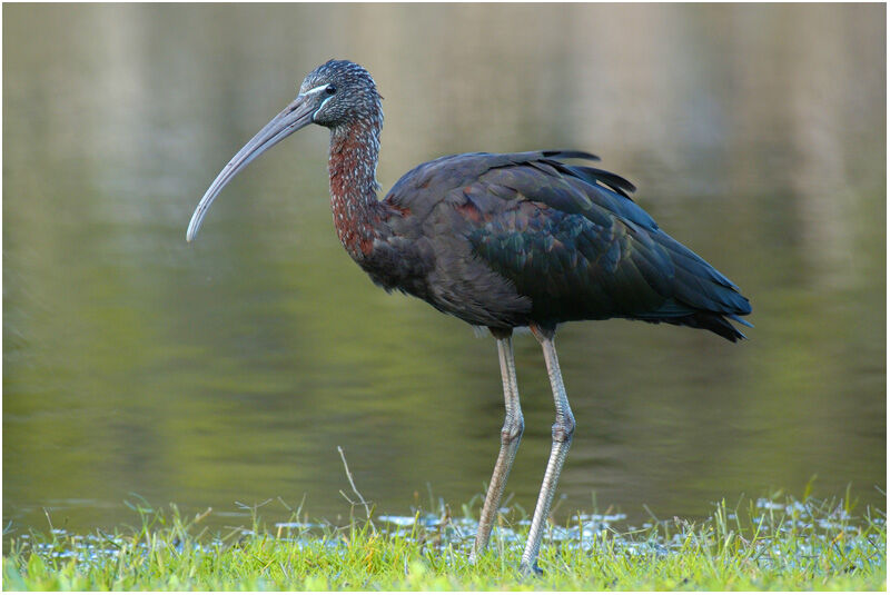 Ibis falcinelleadulte