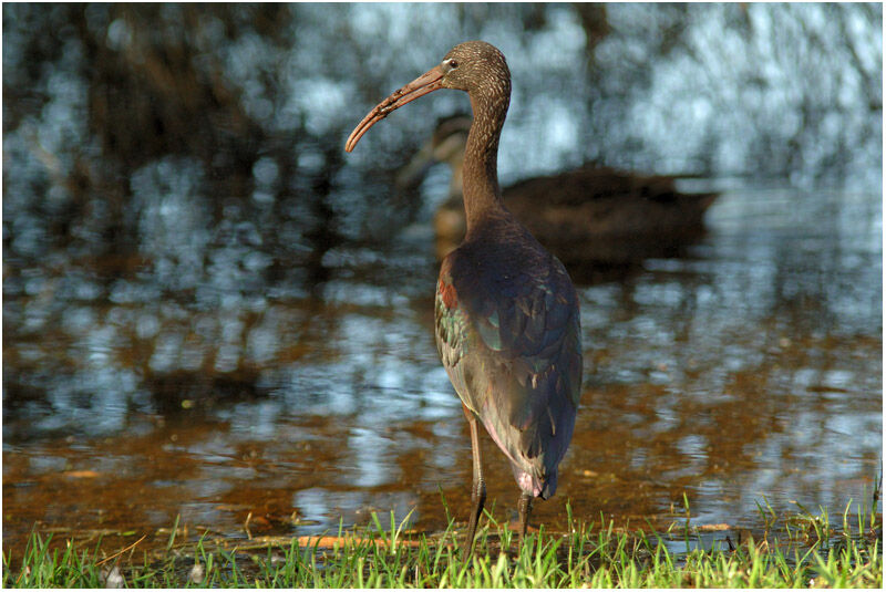 Ibis falcinelleadulte