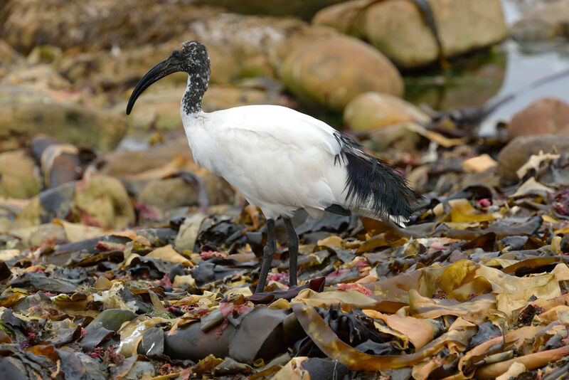 Ibis sacréadulte