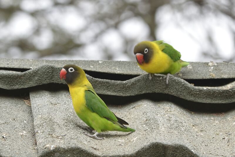 Yellow-collared Lovebirdadult