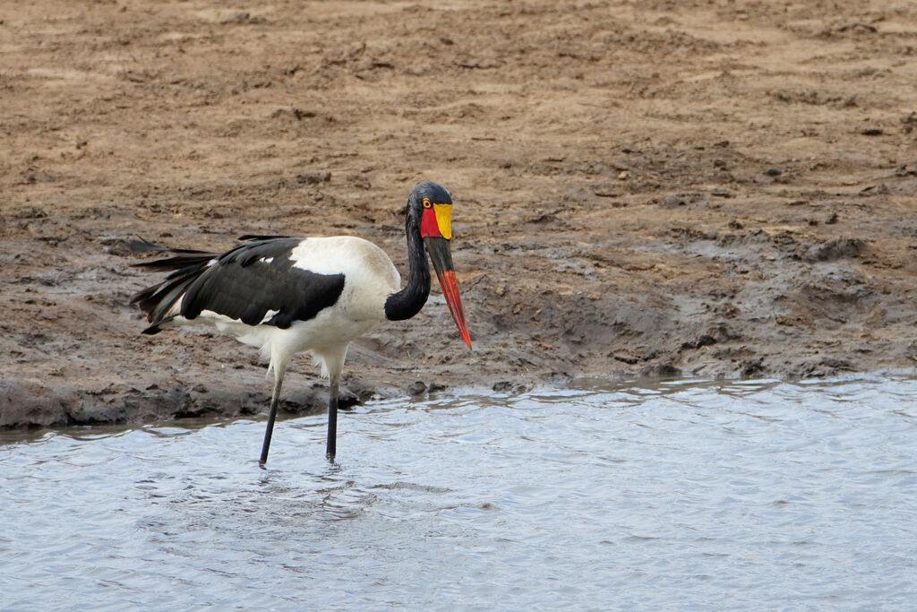 Saddle-billed Stork female adult