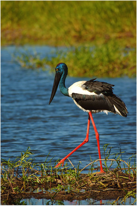 Jabiru d'Asie femelle adulte