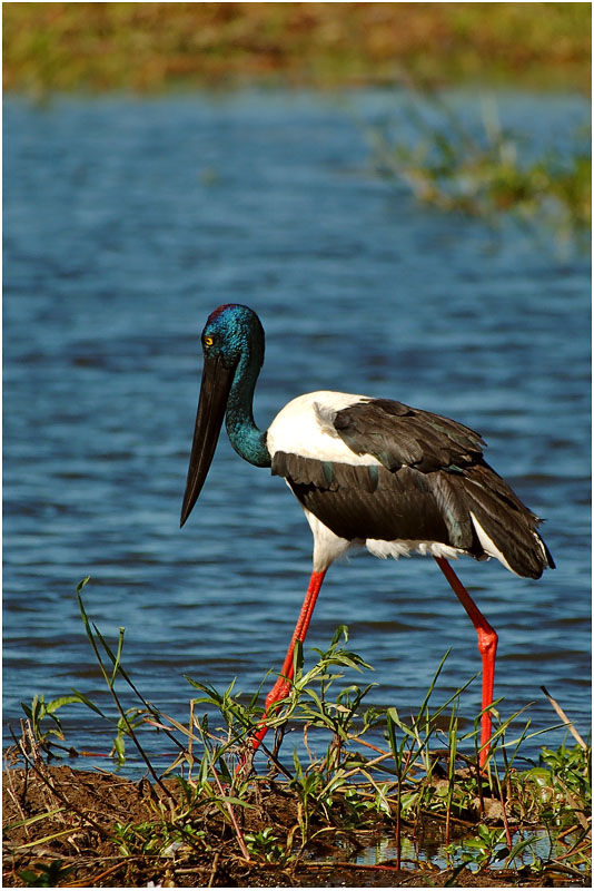 Jabiru d'Asie femelle adulte