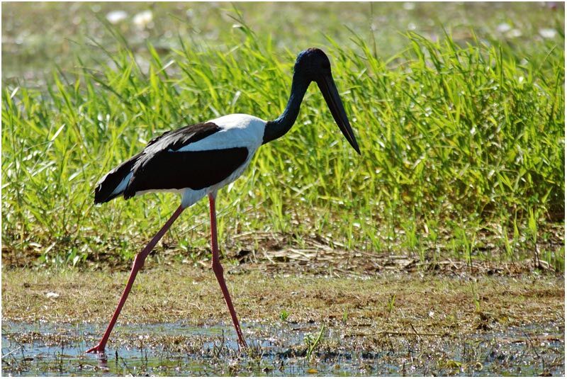 Black-necked Stork male adult