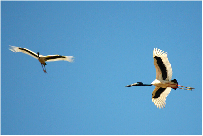 Jabiru d'Asie adulte