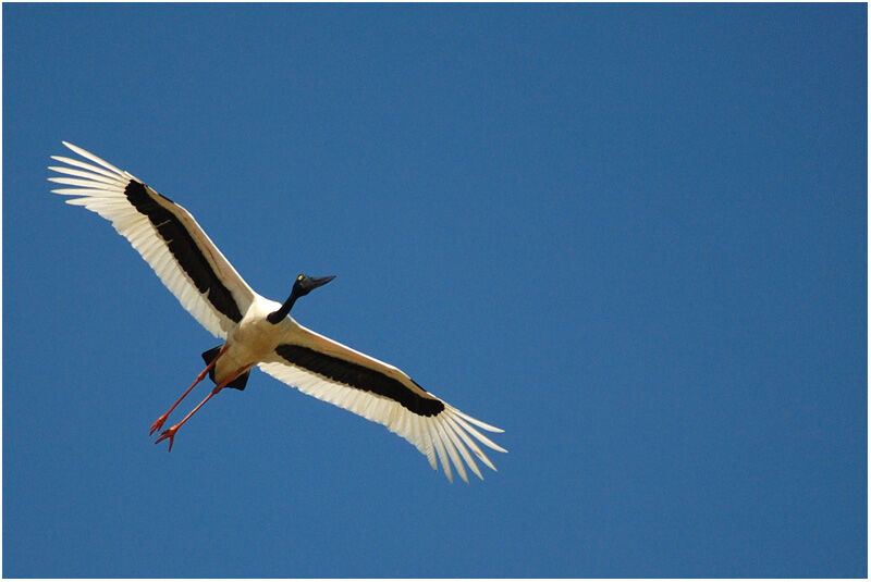 Jabiru d'Asie femelle adulte